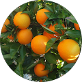 Naranjas de Andalucía
